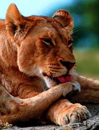 Lion in Mara at Rest